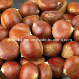 chinese organic fresh chestnuts raw chestnut