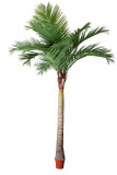 	best selling big palm tree 