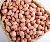 	high quality non-gmo peanut for wholesale
